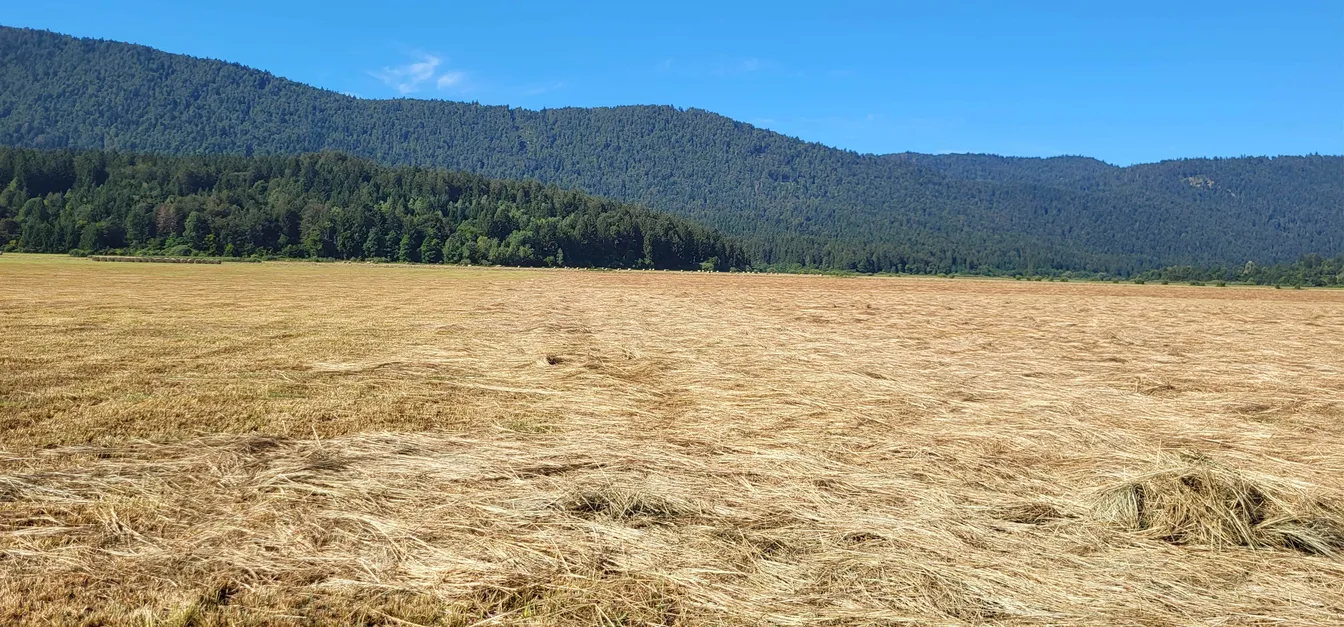 Širok pogled na suho, pokošeno travnato polje, ki se razteza v ospredju. V ozadju je gozdnato pobočje hribov, nad njim pa jasen moder poletni dan brez oblakov.