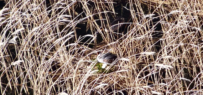 Med gostim, suhim svetlorumenim trstičjem je na prepletenem gnezdu ptica, delno skrita med ukrivljenimi stebli. Trstičje gosto obdaja gnezdo in se razprostira po celotni površini slike.