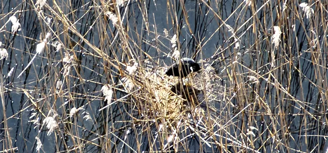 Na vodni površini, gosto obdani s suhimi svetlorumenimi stebli trstičja, stojita dve ptici na gnezdu iz prepletenih rastlinskih stebel. Trstičje se dviga navzgor v številnih tankih linijah, ki ustvarjajo gosto mrežo okoli gnezda.
