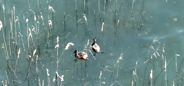 Na svetlo zeleni vodni površini med redkimi stebli trstičja plavata dve ptici z rjavimi in temnimi odtenki perja. Rastlinje sega iz vode navpično in ustvarja vzorec okoli ptic
