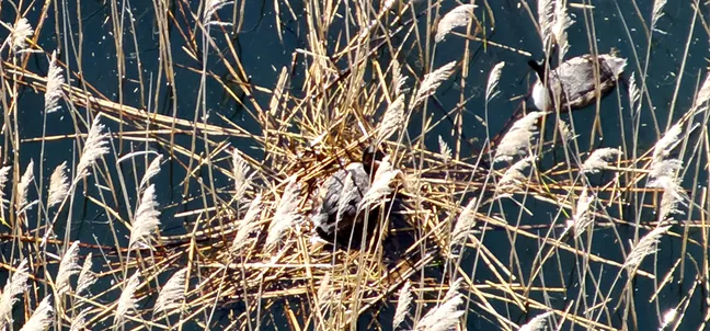 Na vodni površini, obdani s suhim rumenkastim trstičjem, stoji ptica na gnezdu iz prepletenih stebel. Ob gnezdu v bližini plava še ena ptica. Temno modra voda poudarja kontrast svetlega trstičja in gnezda.