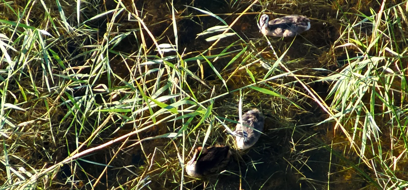 V plitvi vodi med gostimi stebli trstičja plavajo tri ptice, razporejene med zelenimi in rumenkastimi travnimi bilkami, ki se razprostirajo po vodni površini.