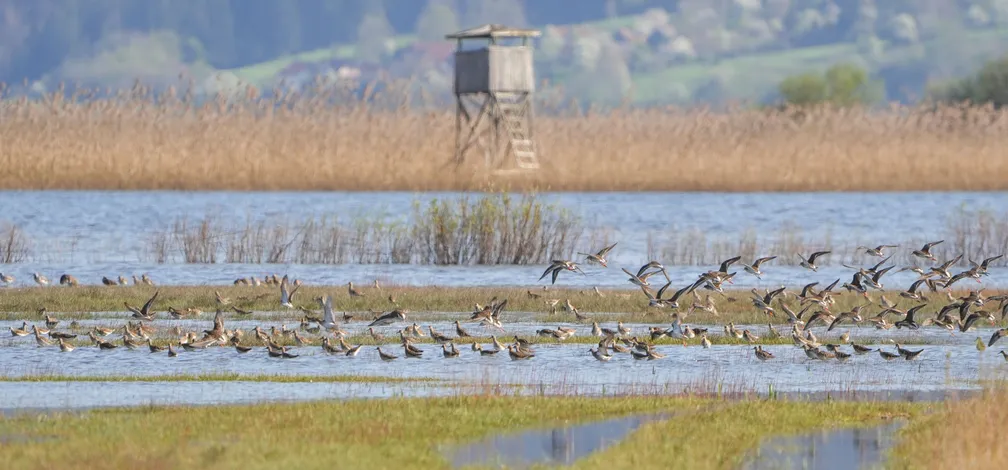 Mokrišče z razprostrto plitvino, na kateri stoji ali vzleta večja skupina ptic. V ozadju je visok pas trstičja, za njim pa stoji lesen opazovalni stolp. Krajino obdajajo travniki in hribovito ozadje.
