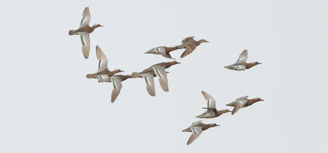 Jata ptic leti v zraku z razprtimi krili; več ptic je ujetih med letom na enotnem svetlem nebu, razporejenih v ohlapni formaciji.