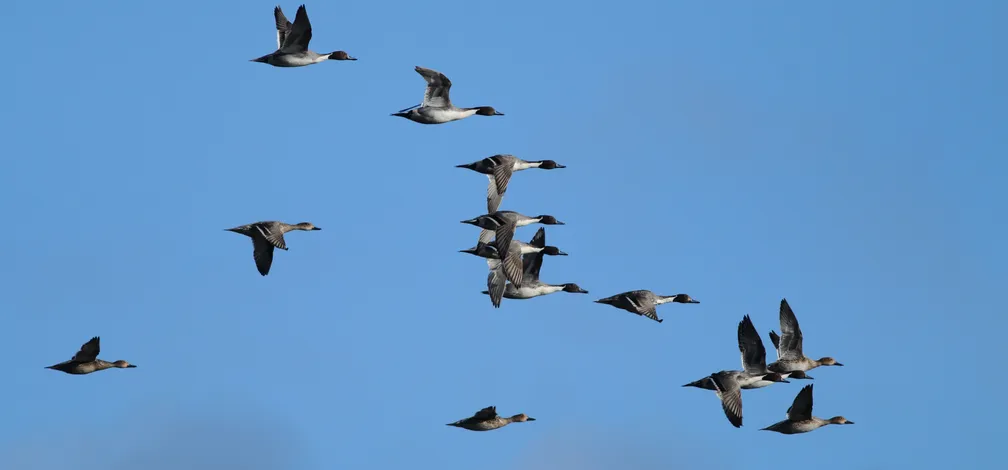 Jata ptic leti skozi zrak v rahli V-formaciji; na enotnem, brezoblačnem modrem nebu lebdi v zraku na desetine ptic z razprostrtimi krili.
