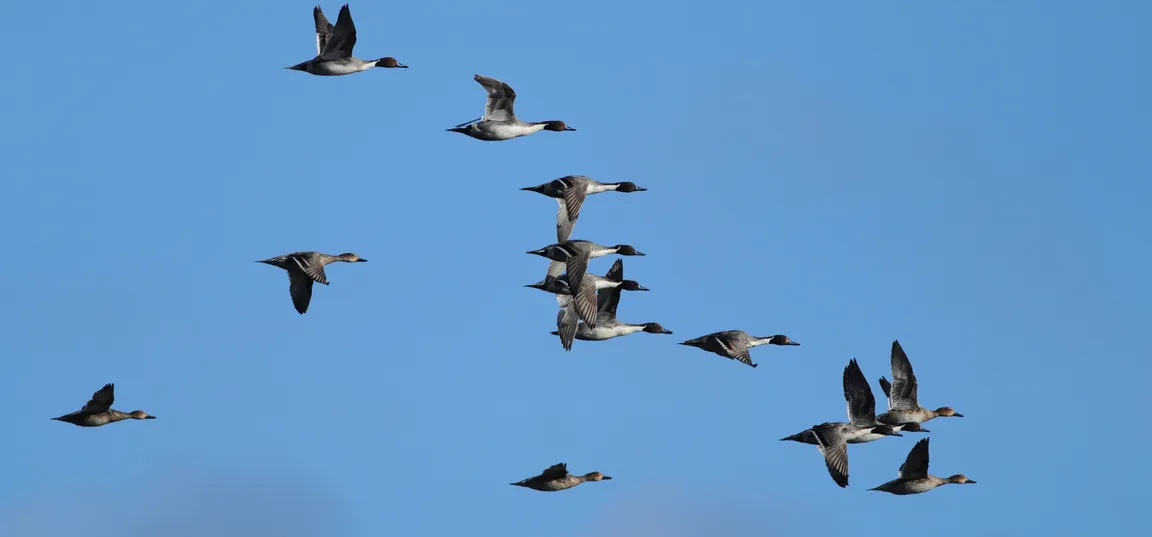 Jata ptic leti skozi zrak v rahli V-formaciji; na enotnem, brezoblačnem modrem nebu lebdi v zraku na desetine ptic z razprostrtimi krili.