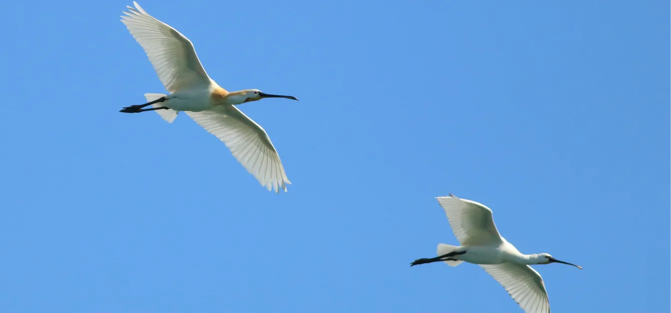 Dve beli ptici z dolgima, navzdol ukrivljenima kljunoma letita z razprtimi krili po jasnem modrem nebu.