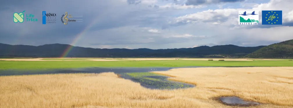 A photograph of Lake Cerknica with golden reeds in the foreground; in the middle, we can see the lake’s “windows,” and vibrant green grass in the background. The sky is dark due to the rain. We can also see a rainbow. In the upper part of the photo, on the left side, are the logos of the LIFE TRŠCA project, the Jože Udovič Library in Cerknica, and the Fran Gerbič Music School in Cerknica; on the right side of the photo are the logos of Nature 2000 and LIFE.