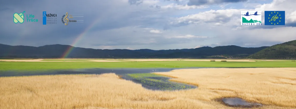 A photograph of Lake Cerknica with golden reeds in the foreground; in the middle, we can see the lake’s “windows,” and vibrant green grass in the background. The sky is dark due to the rain. We can also see a rainbow. In the upper part of the photo, on the left side, are the logos of the LIFE TRŠCA project, the Jože Udovič Library in Cerknica, and the Fran Gerbič Music School in Cerknica; on the right side of the photo are the logos of Nature 2000 and LIFE.
