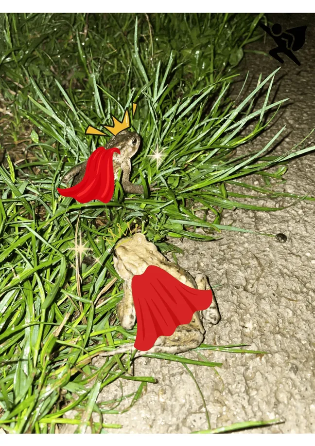 Na tleh ob robu poti je rastlina z ozkimi zelenimi listi, med katerimi sta vidni dve žabi. Na žabah so dodani rdeči ogrinjali, ena od žab pa ima tudi krono.