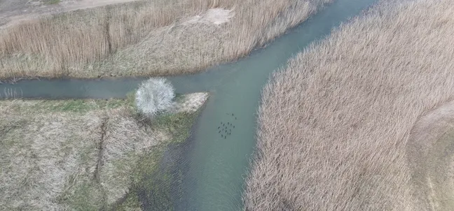 Zračni posnetek iz drona, ki prikazuje rečni rokav ali kanal, ki se cepi na dva dela, obdan z obsežnim suhim trstičevjem in travo. Na stičišču kanalov stoji eno cvetoče belo drevo, na vodni gladini pa plava skupina majhnih temnih ptic ali rac.
