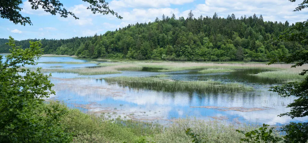 Pogled na mirno vodno površino Cerkniškega jezera, obdano z zelenim trstičjem in bujnim rastjem. V ozadju se dviga gozdnat hrib, ki se zrcali v vodi. Prizor uokvirjajo veje in grmovje v ospredju, nad pokrajino pa se razprostira modro nebo z belimi oblaki.