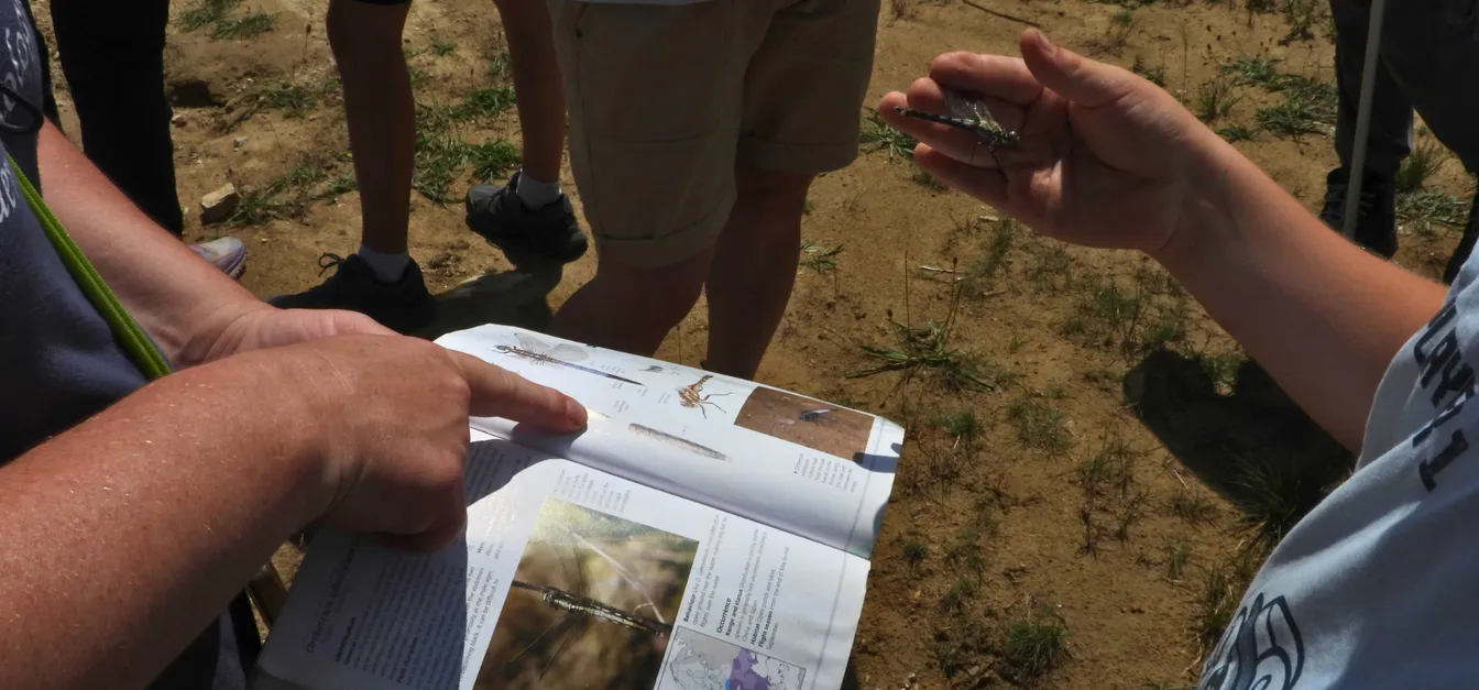 Na peščeni površini več udeležencev opazuje kačjega pastirja. Ena oseba drži kačjega pastirja v roki, druga pa s prstom kaže na ilustracijo iste vrste v odprtem naravoslovnem priročniku. V ozadju so vidne noge in obutev drugih udeležencev ter redko rastlinje.