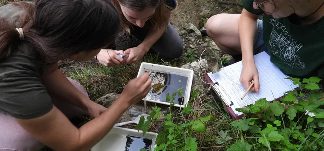 Tri osebe klečijo na tleh med nizkim rastlinjem in pregledujejo vzorce v belih pladnjih. Ena oseba s pinceto opazuje vsebino pladnja, druga zapisuje podatke v beležko, tretja pa spremlja pregled vzorcev. Fotografija prikazuje terensko raziskovalno delo v naravnem okolju.