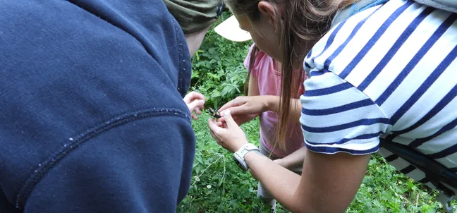 Otrok in  več odraslih stoji na travnatem območju ter si od blizu ogleduje dvoživko, ki jo ena oseba drži v rokah. Udeleženci so zbrani v krogu in usmerjajo pogled proti dvoživki med rastlinjem.
