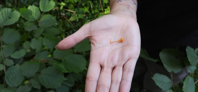 Odprta dlan drži majhno oranžno glivo. Roka je iztegnjena nad gostim zelenim rastlinjem z velikimi listi, ki zapolnjuje ozadje fotografije. Posnetek od blizu poudarja droben naravni primerek na dlani.