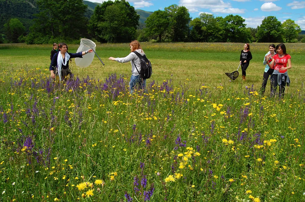Group of students in a wildflower field near Lake Cerknica, participating in a nature activity with butterfly nets among yellow and purple blooms, with trees and a partly cloudy sky in the background.