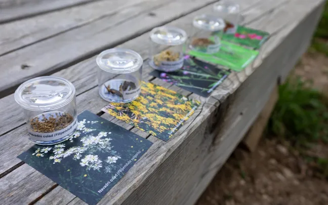 V steklenih lončkih, prikaz različnih semen rastlin, ki rastejo na Cerkniškem jezeru. Poleg so tudi fotografije cvetov teh semen.