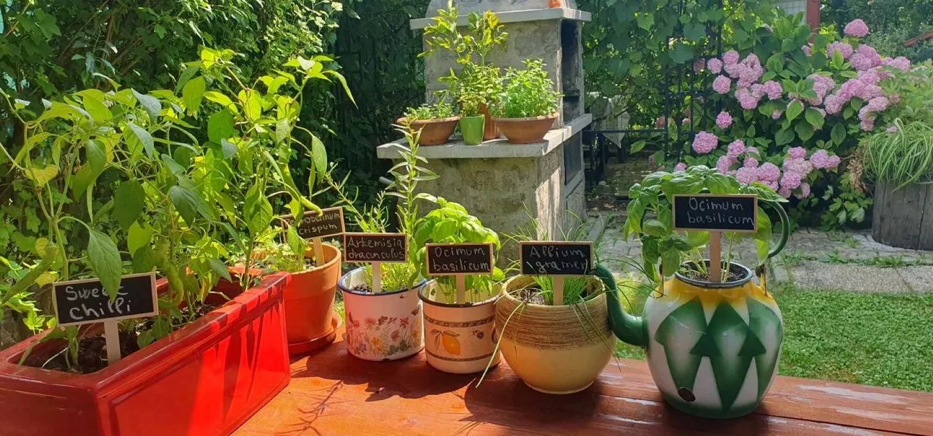 Green Garden Home-Zeliščni kotiček na prostem z lončki bazilike, mete, melise in čilija, označenimi s tablami – sončna vrtna postavitev z raznolikimi okrasnimi lončki.