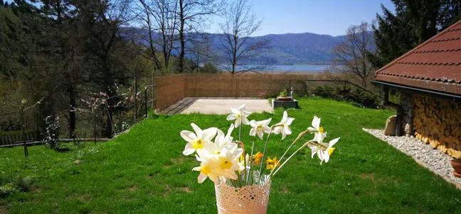 Lake view holiday home-Zunanji vrt z zelenico, cvetočimi narcisami v belem loncu, pogledom na hribe in modro nebo.