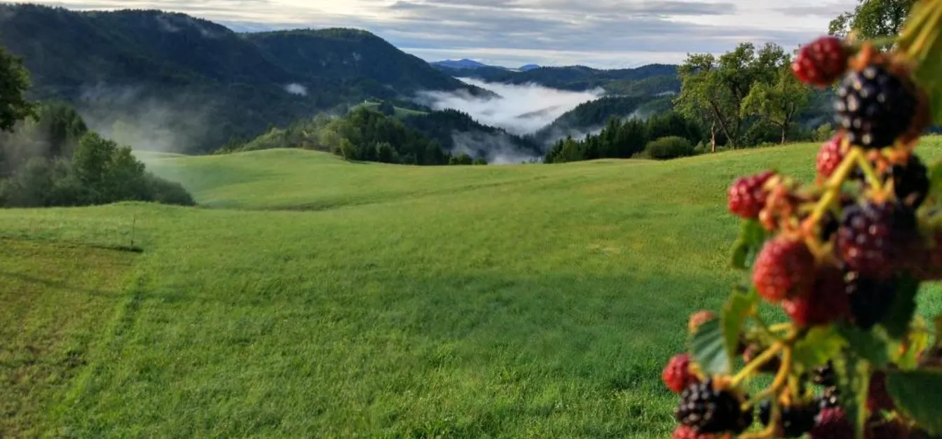 View of green meadows and hills with mist in the background near Tourist farm Strle.