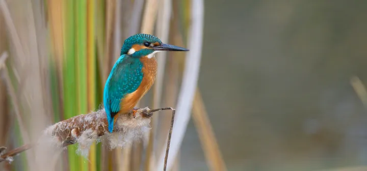 Vodomec z živopisanimi modrimi in oranžnimi perutmi sedi na veji. Ima dolg, koničast kljun. Ozadje je zamegljeno in prikazuje trstičje ter vodo, kar nakazuje naravno okolje ob vodnem telesu.