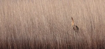 The great bittern stands among dense brown reeds, almost hidden in natural camouflage.