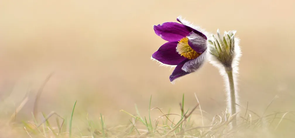 Vijoličen cvet gorskega kosmatinca (Pulsatilla montana) izstopa na rjavkastem ozadju.