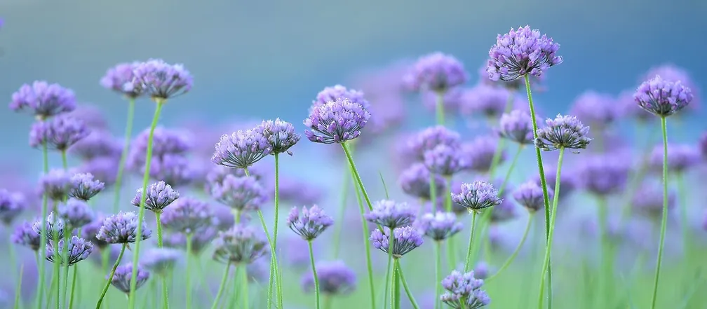 Robati luk (Allium angulosum) na modrem ozadju.