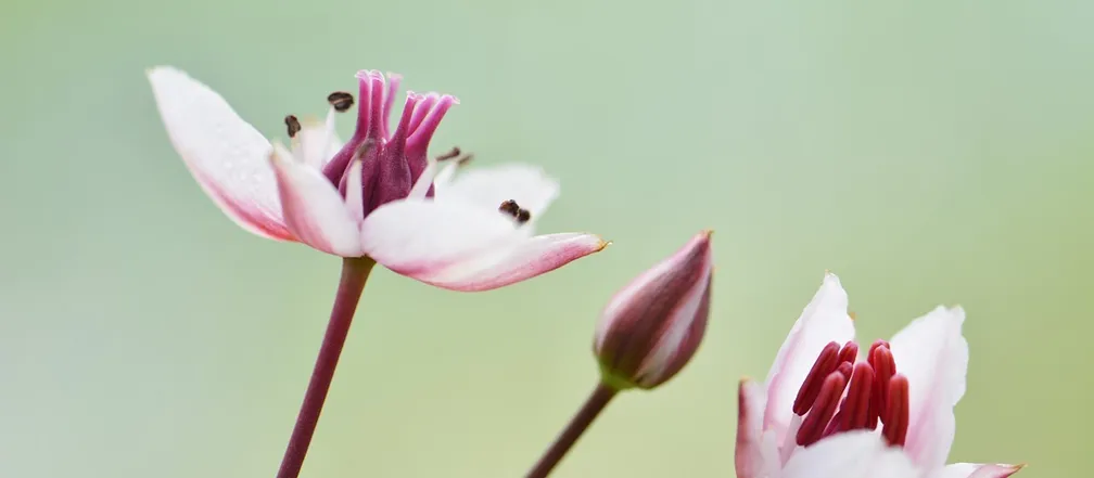 Rožnati cvetovi kobulaste vodoljube (Butomus umbellatus)