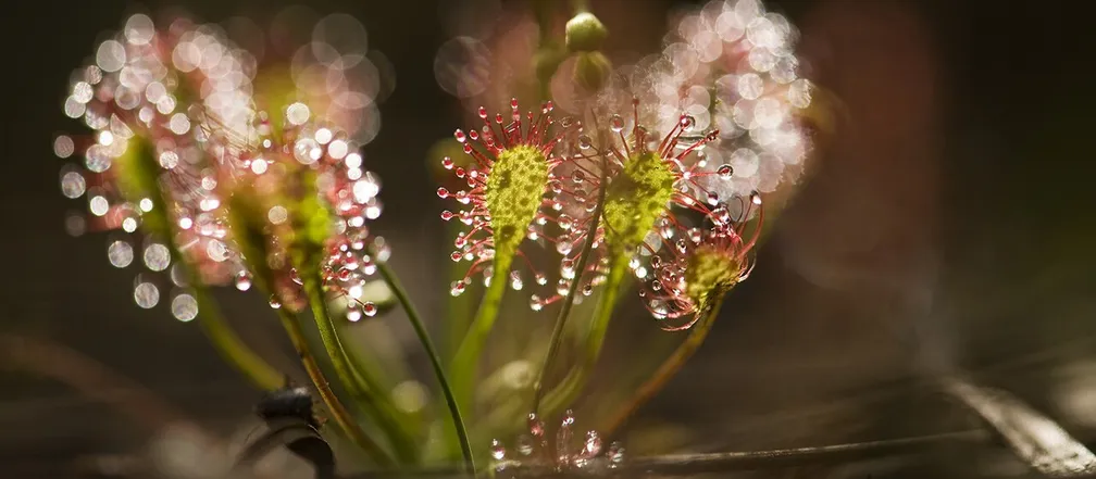Mesojeda rastlina srednja rosika (Drosera intermedia) v temnem okolju, polna kapljic.
