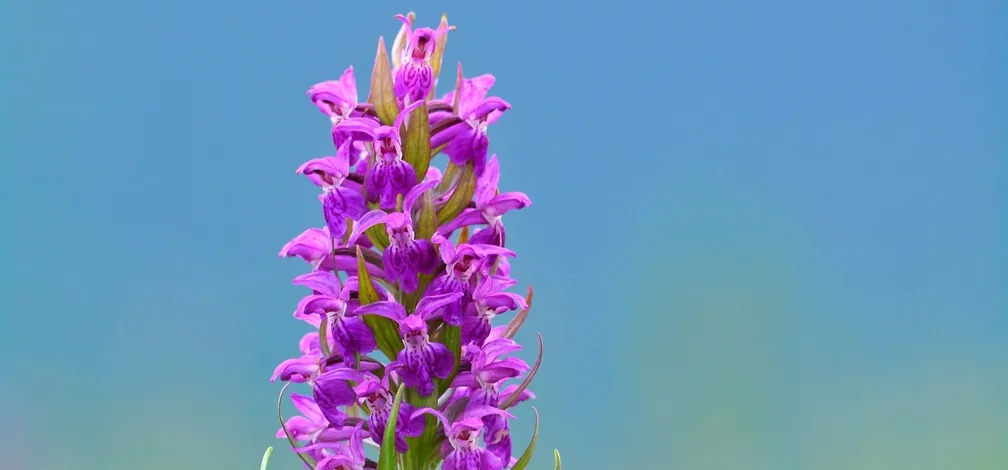 Vrh vijoličnega socvetja Majske prstaste kukavice ( Dactylorhiza majalis)