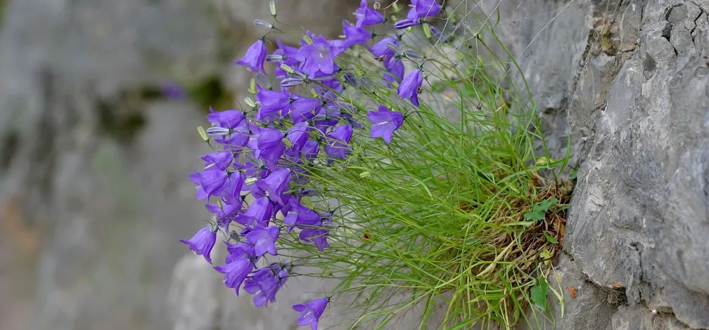 Justinova zvončica (Campanula justiniana) raste v skalovju.