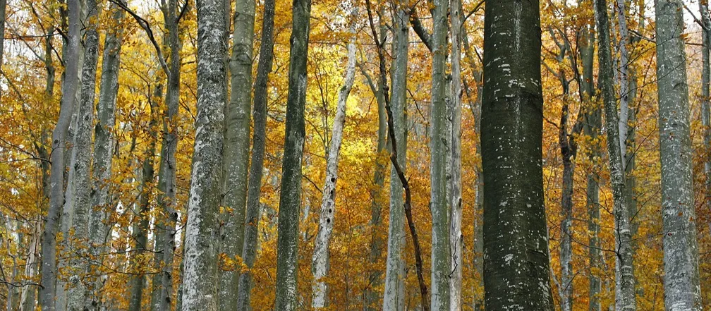 Gozd bukev (Fagus sylvatica) v jesenskem času z rjavkastimi listi.