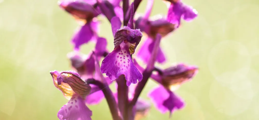 Vijoličen cvet navadne kukavice (Orchis morio) fotografiran povsem od blizu.