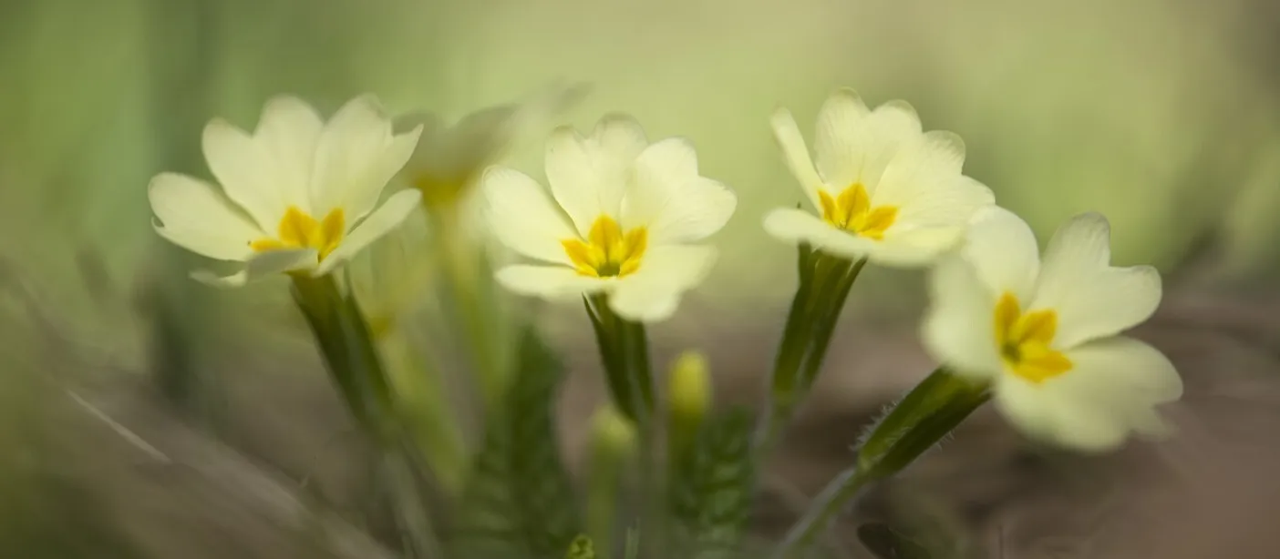 Štirje rumeni cvetovi trobentice (Primula vulgaris)