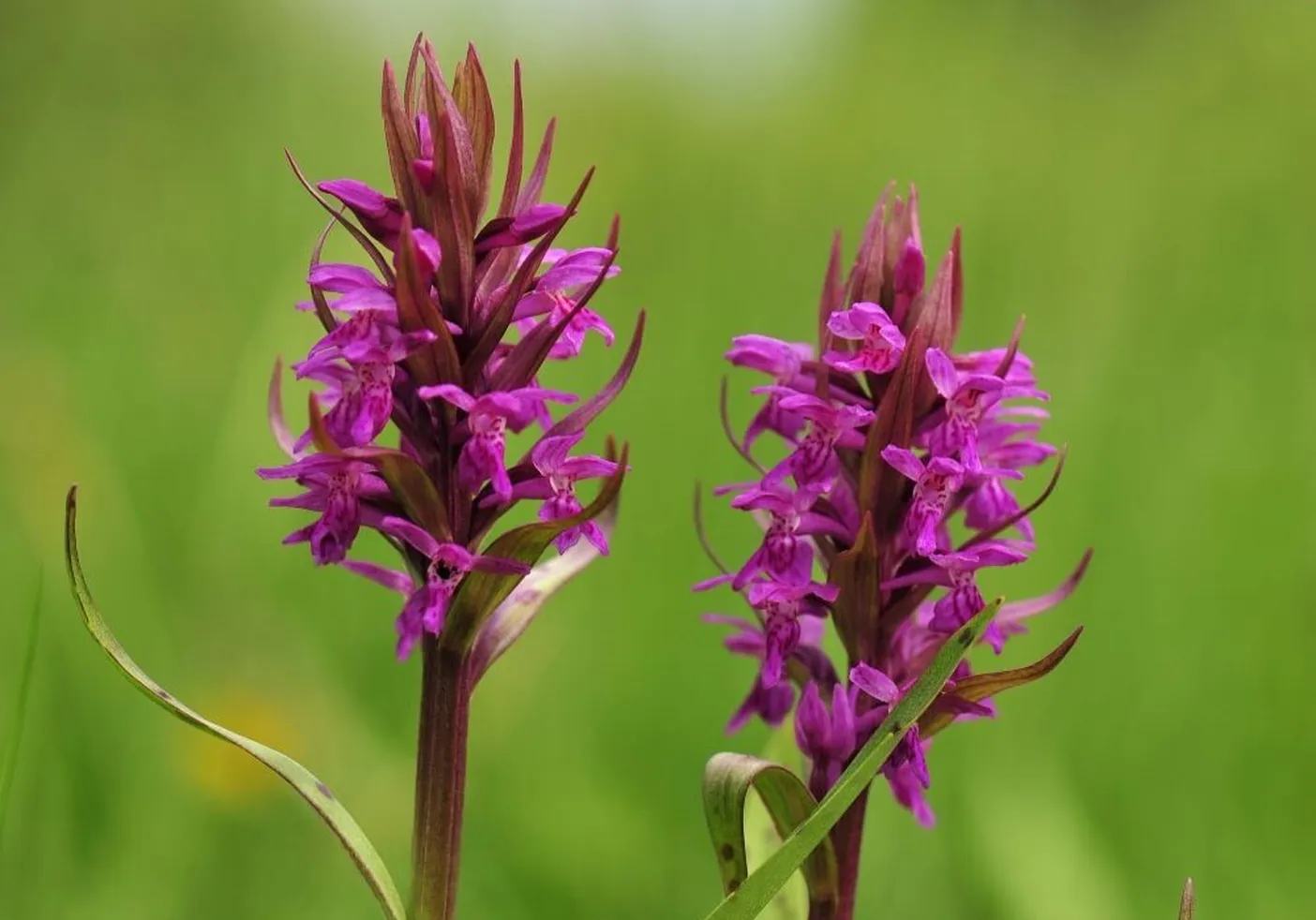 Dve kukavičevki, majski prstasti kukavici (Dactylorhiza majalis) z vijoličnimi cvetovi, ozadje je zeleno.