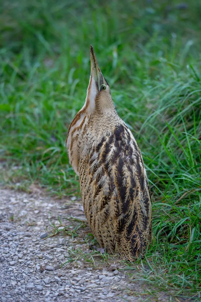 Bobnarica (Botaurus stellaris) čepi ob robu ceste s kljunom obrnjenim navzgor.
