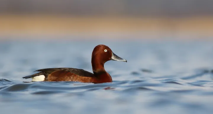 Raca Kostanjevka (Aythya nyroca) na gladini Cerkniškega jezera.