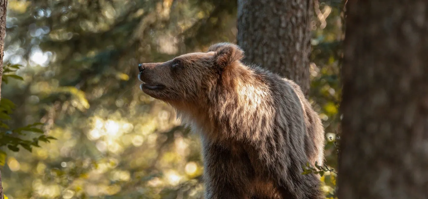 Rjavi medved (Ursus arctos) med smrekami.