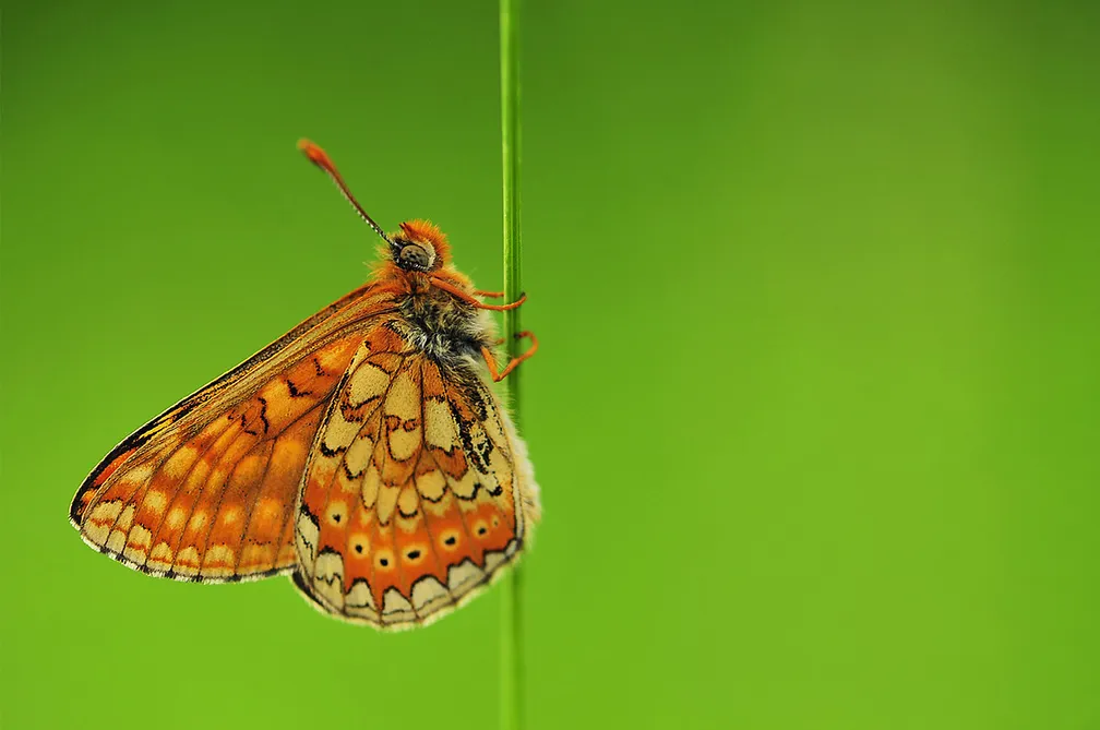 Metulj travniški postavnež (Euphydryas aurinia) na zelenem ozadju.