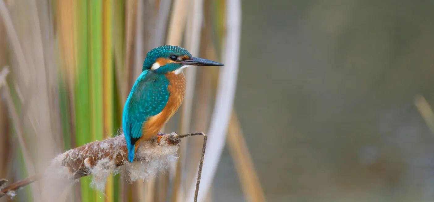 Vodomec (Alcedo atthis) čepi na rogozu.