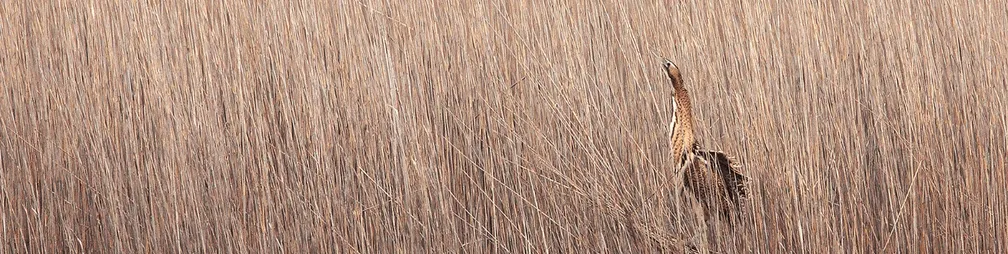 Bobnarica (Botaurus stellaris), skrita v trstičju