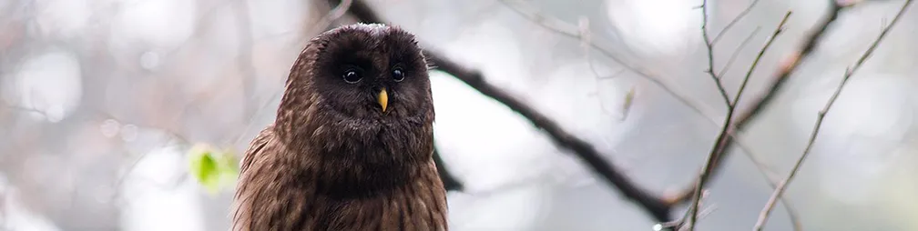 Sova kozača (Strix uralensis) na veji v gozdu.