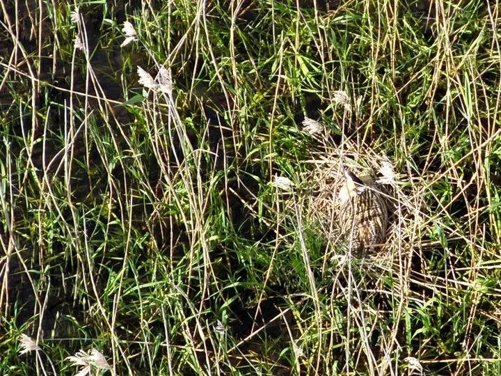 Bobnarica (Botaurus stellaris) v trstičju, posneta z dronom.