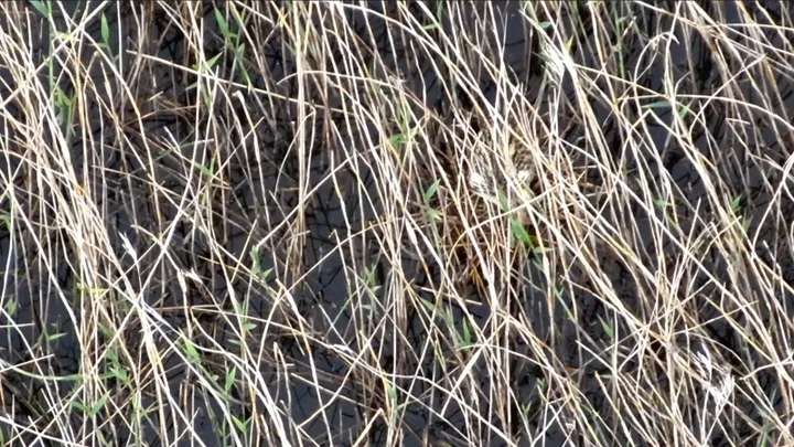 Bobnarica (Botaurus stellaris), skrita v trstičju (posneta z dronom).
