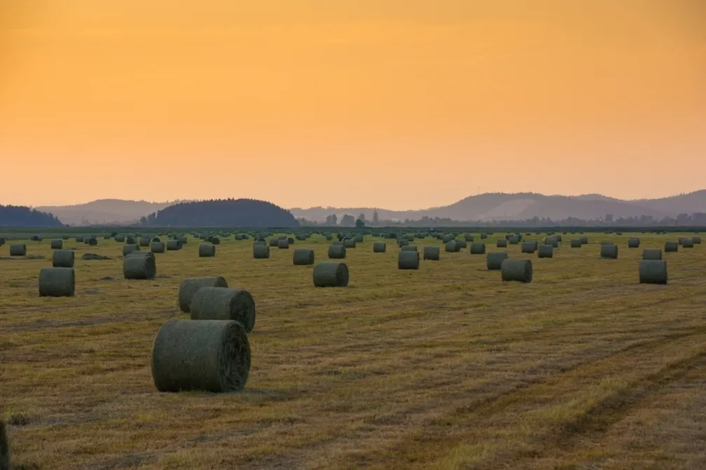 Široko polje z razporejenimi balami sena v zgodnjem večeru, pod oranžnim nebom in s hribovito pokrajino v daljavi.