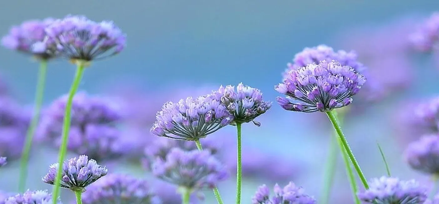 Robati luk (Allium angulosum) na modrem ozadju.