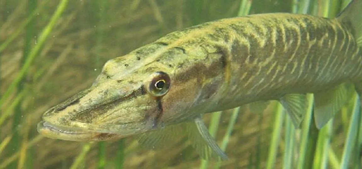 Manjša ščuka, ki se skriva v vodnem rastlinju.