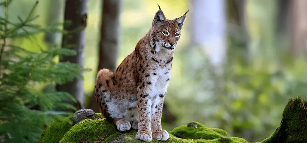 Ris (Lynx lynx) čepi v gozdu.